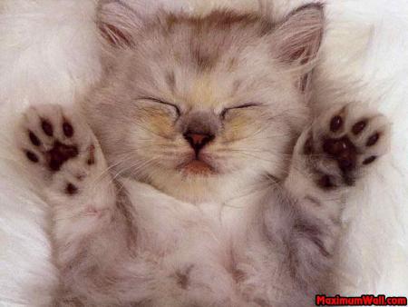 tro mignon