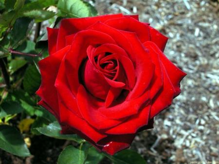 une rose