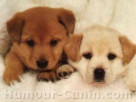 deux chiots